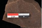 Foto (Detailansicht) von Cupressinea sp. (NHMW-GEO-2024-0188-0193)
